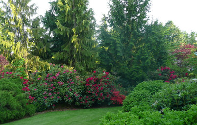 Rododendro: El árbol de las rosas