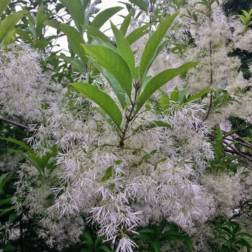 Fringe tree (Chionanthus virginicus)