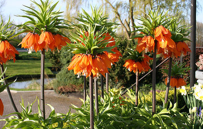 Plant Fritillary Bulbs for Something a Little Different