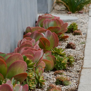 Front entry succulents show well against grey concrete wall.