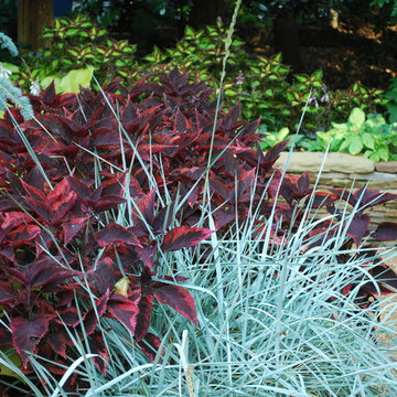 Front Garden, July 2011