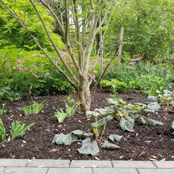 Front Yard Renovation to Perennial Garden