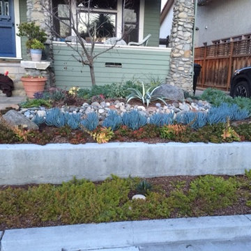 Front yard succulent garden