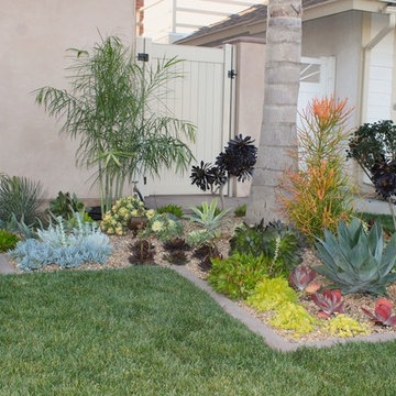 Front yard Succulents