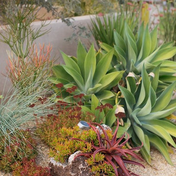 Frontyard Succulent Landscape - San Diego