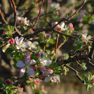 Fruit Trees