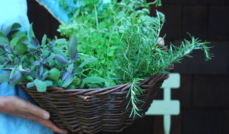 Thrifty Gardening: How to Grow and Store Summer Herbs