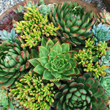 G A R D E N - Succulent Love