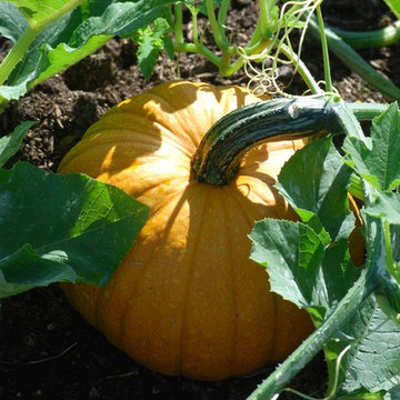 G A R D E N - The Edible Garden