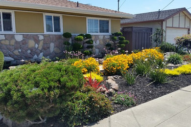 This is an example of a mid-sized traditional full sun front yard mulch landscaping in San Francisco.