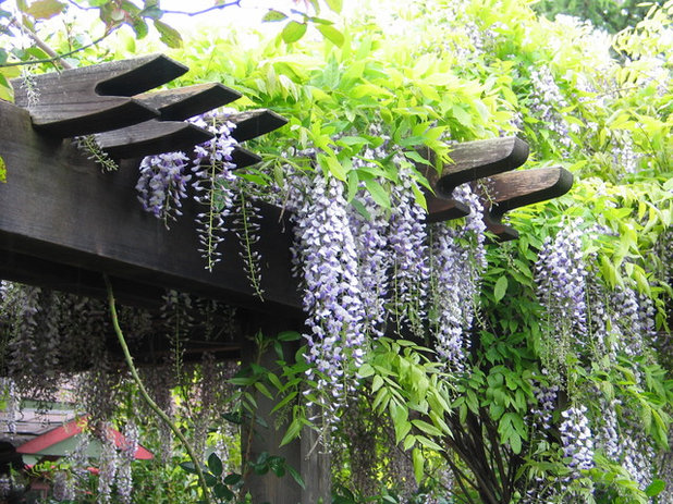 Asiático Jardín by Garden Architecture