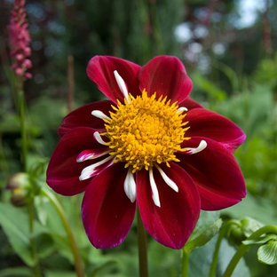 Dahlia Garden | Houzz
