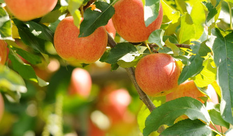 Frutta Tutto l’Anno: Come Trasformare il Giardino in un Orto di Delizie
