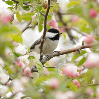 Inspiration for a mid-sized traditional full sun backyard landscaping in Boston for spring.