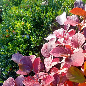 Garden Detail