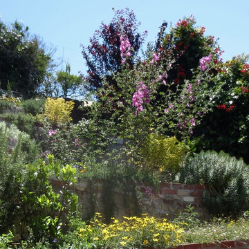 Garden in San Francisco