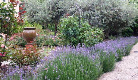How Do I Create a Drought-tolerant Garden?