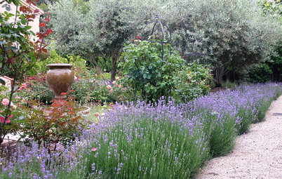 Herb Garden Essentials: Grow Your Own Fragrant Lavender