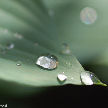 Garden photography - Hosta with morning dew