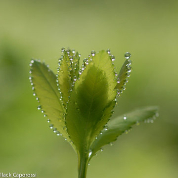 Garden photography - morning dew