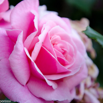 Garden photography - Rose garden