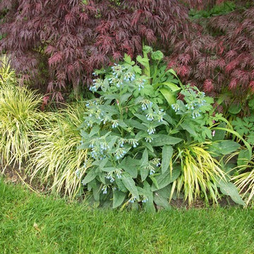 Garden Plants