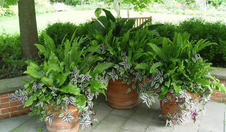 7 Fabulous Shade-Loving Ferns for Containers