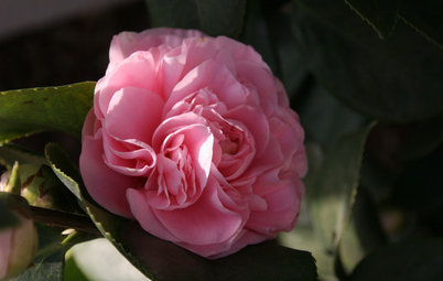 Mild-Winter Gardens Celebrate Colorful Camellias