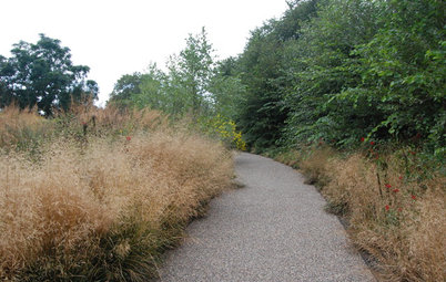 Feathery Tufted Hairgrass Beautifies Gardens Coast to Coast