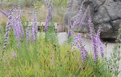 Native Wildflowers for the August Transition Into Fall