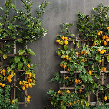 Garden Wall + Trellises