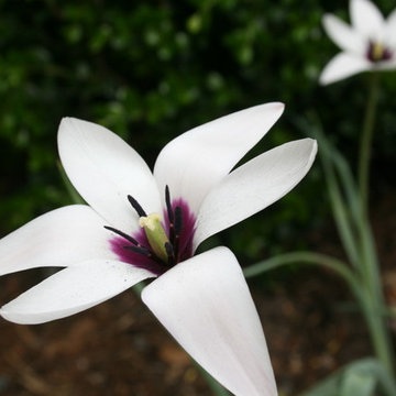 Gardening with Confidence Tulipa clusiana.JPG