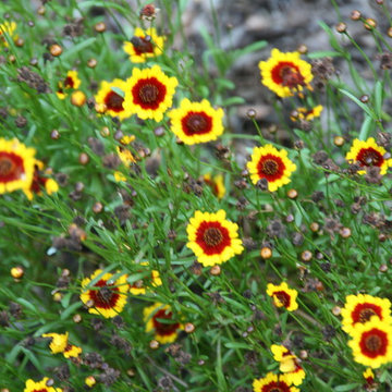 Gardening with Confidence® Coreopsis 'Redshift'.JPG