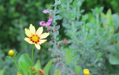 Great Design Plant: Coreopsis 'Redshift'