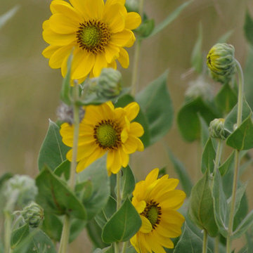 Gardening with Sunflowers