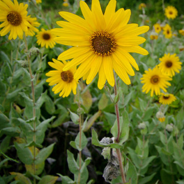 Gardening with Sunflowers