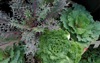 Great Design Plant: Ornamental Cabbage and Kale