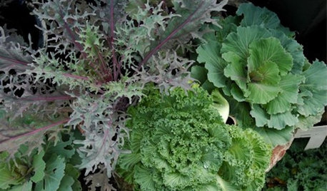 Great Design Plant: Ornamental Cabbage and Kale