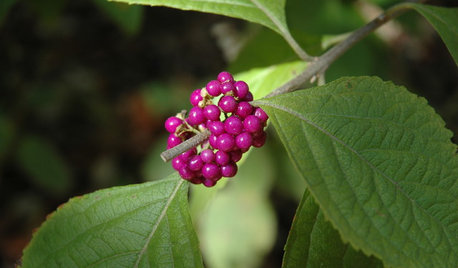 Great Design Plant: Nourish Wildlife With American Beautyberry