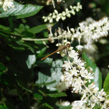 Native plants and the insects who love them