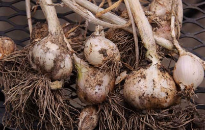 Cool-Season Vegetables: How to Grow Garlic