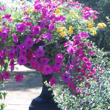 Geranium, Wave petunias and lantana in an entrance urn