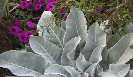 Piante con Foglie Grigie, il Colore che Non ti Aspetti