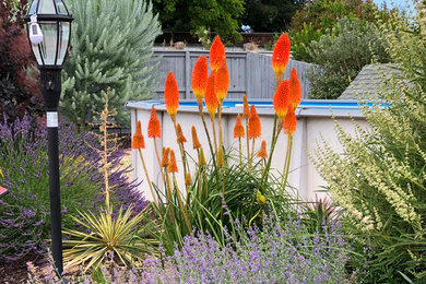 Идея дизайна: засухоустойчивый сад на заднем дворе в средиземноморском стиле