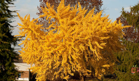 Top 5 Trees for Fall Color in California