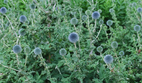 Great Design Plant: Globe Thistle