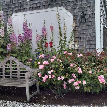 Glorious Hollyhocks and Roses in a quiet nook on a Nantucket Mid-Summers day.