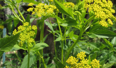 Great Design Plant: Golden Alexanders for Early Spring Color