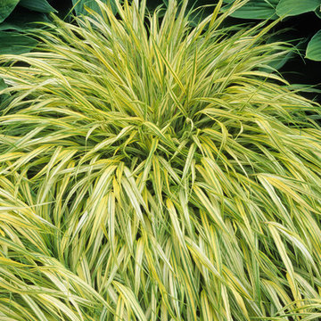 Golden Japanese Forest Grass