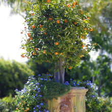 Planters